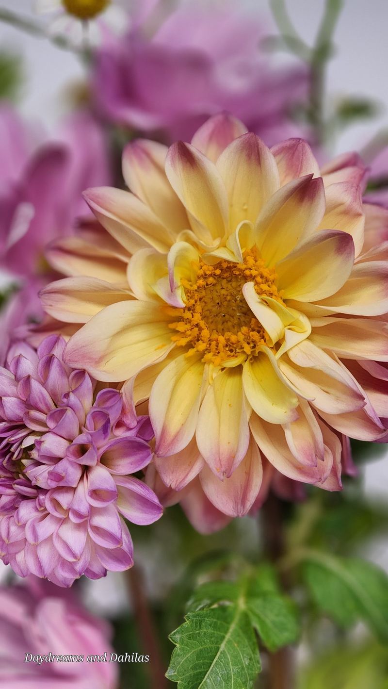 Yellow and pink dahlia close-up