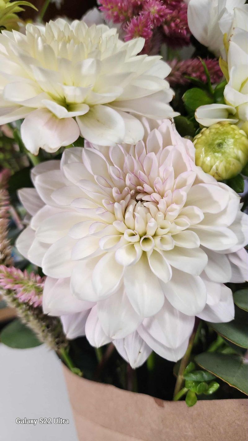 White and blush dahlia arrangement