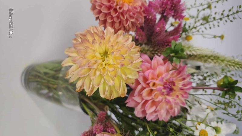 Yellow and pink dahlias in glass vase