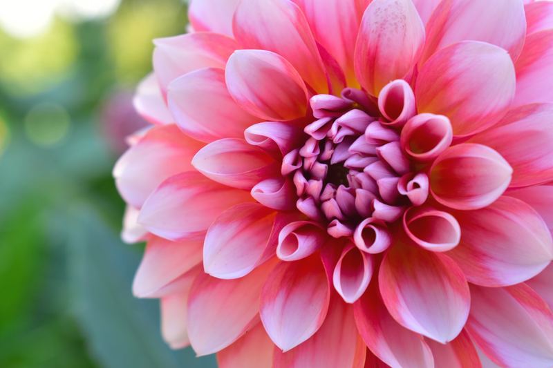 Pink dahlia close-up
